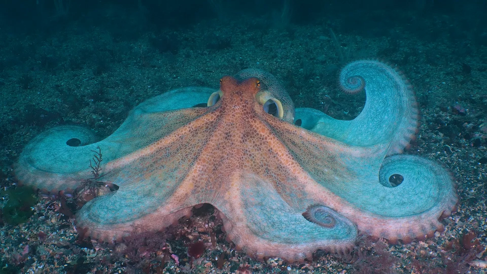 Recordaantal octopussen aan Britse zuidkust: 'Lijkt wel Spaanse Armada'