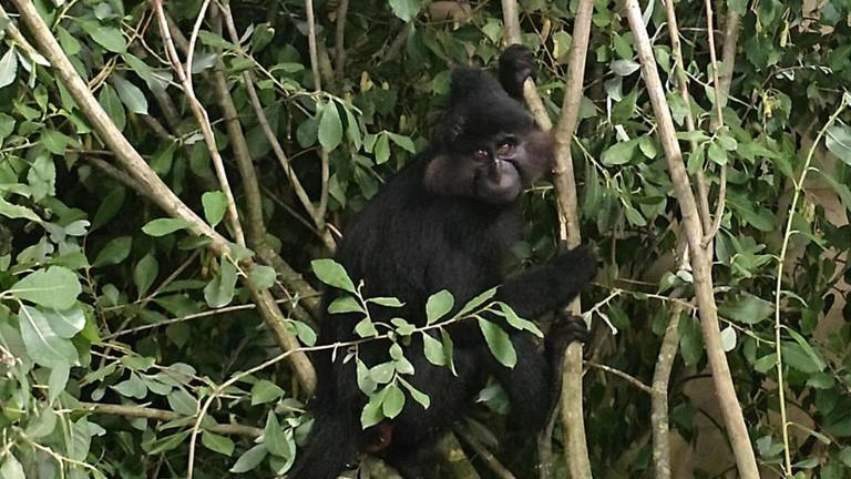 Foto: Ontsnapte aap uit Beekse Bergen na een maand gevangen