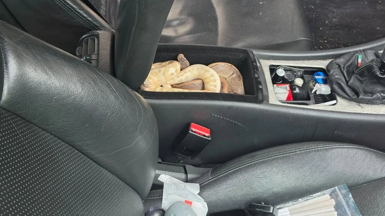 Amsterdamse autobestuurder onder invloed vervoerde pythons in middenconsole Amsterdamse autobestuurder onder invloed vervoerde pythons in middenconsole