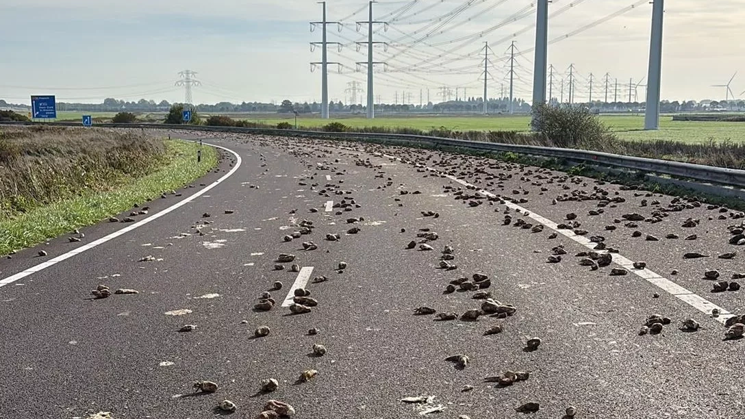 Boer verliest honderden suikerbieten bij Goes, weg tot 20.00 uur dicht