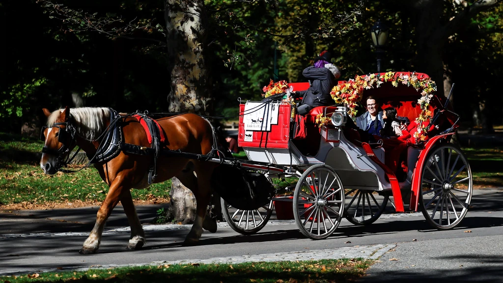 Rijden deze paardenkoetsen straks niet meer New York?