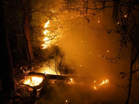 Oirschotse Heide : ce qu'il faut savoir — image 5