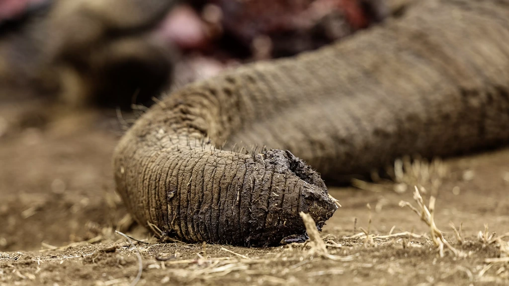 Vier arrestaties na dood 18 olifanten in Kenia, dieren vergiftigd