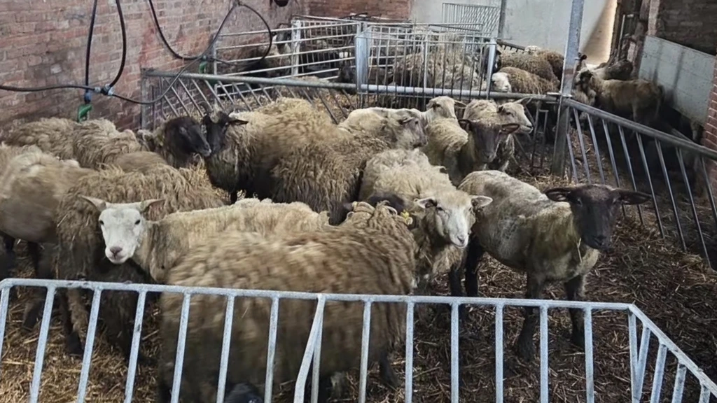 Foto: Politie vindt veertig dode dieren in Winschoten, verdachte (21) opgepakt