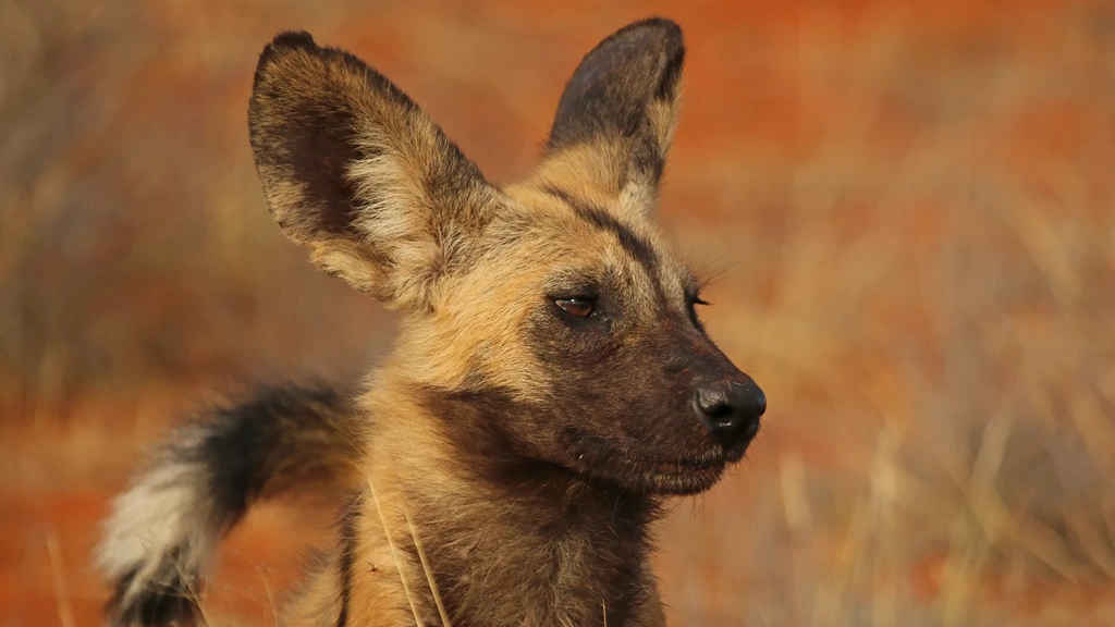 Roedel wilde honden in Zambia legt 4000 kilometer af in zoektocht naar partner Roedel wilde honden in Zambia legt 4000 kilometer af in zoektocht naar partner