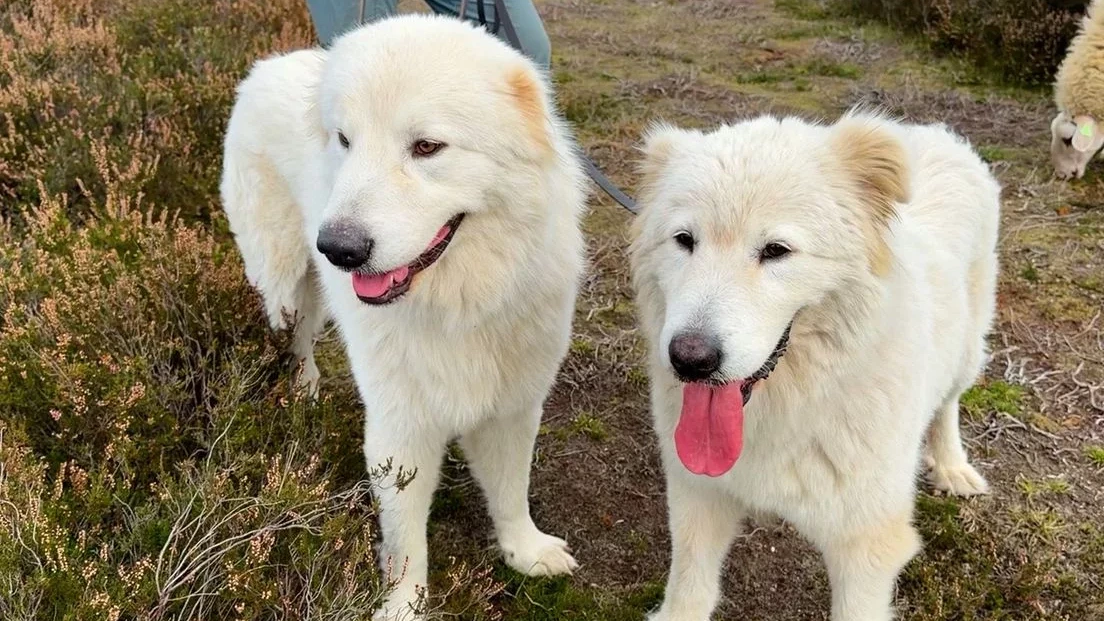 Italiaanse honden moeten wolven afschrikken op heide in Ermelo Italiaanse honden moeten wolven afschrikken op heide in Ermelo