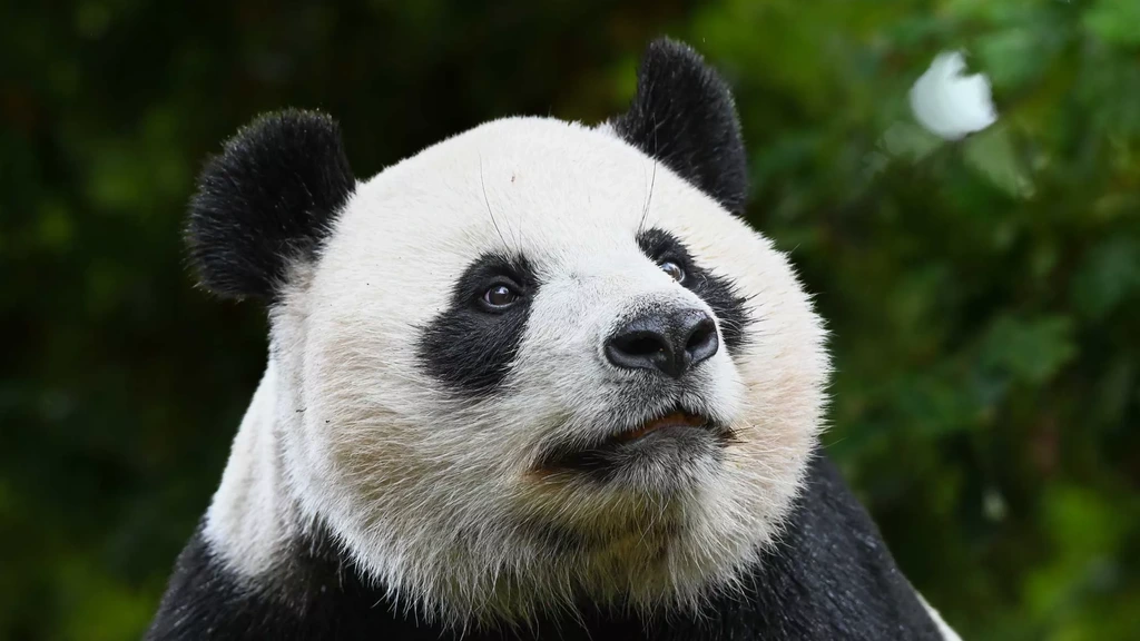 Foto: Pandajong Lang Yue verhuist van Ouwehands Dierenpark naar China