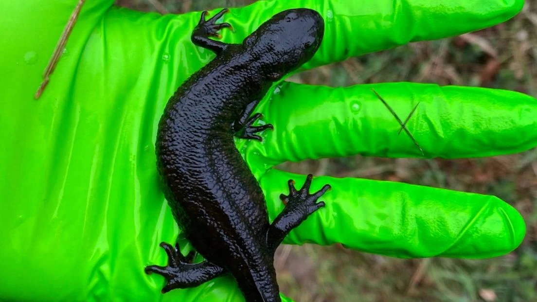 Mogelijk ‘stille ramp’ onder salamanders in Nijmeegse Ooijpolder door schimmel Mogelijk ‘stille ramp’ onder salamanders in Nijmeegse Ooijpolder door schimmel