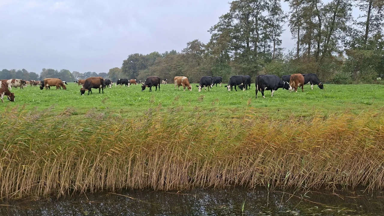 Tussen hoop en onzekerheid: spanning bij melkveehouders over stikstofplannen