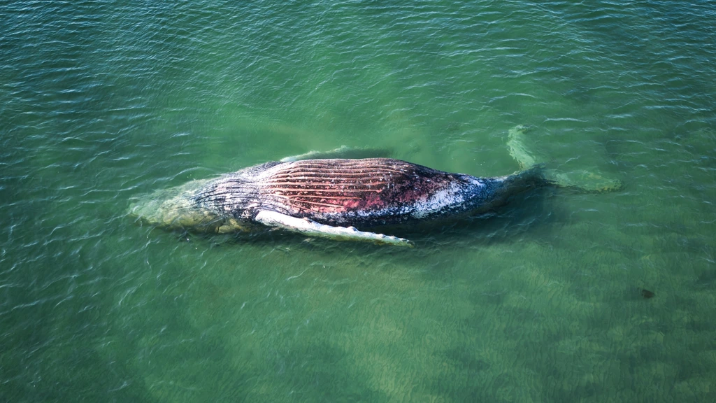 Foto: Bultrug Timmy dood gevonden voor kust van Deens eiland
