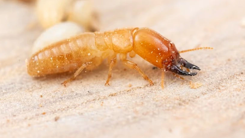 Termieten vestigen zich steeds vaker in Nederland, onderzoek