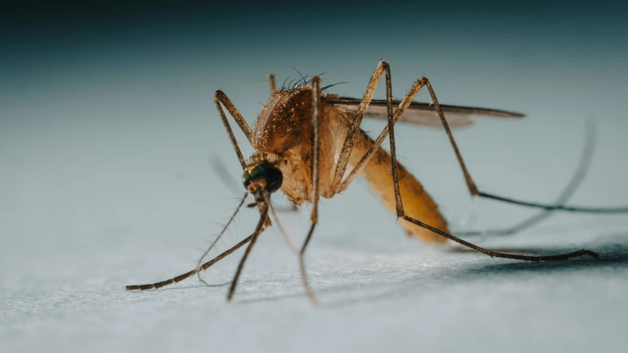 Vijfde persoon met westnijlvirus overleden, aantal besmettingen opgelopen