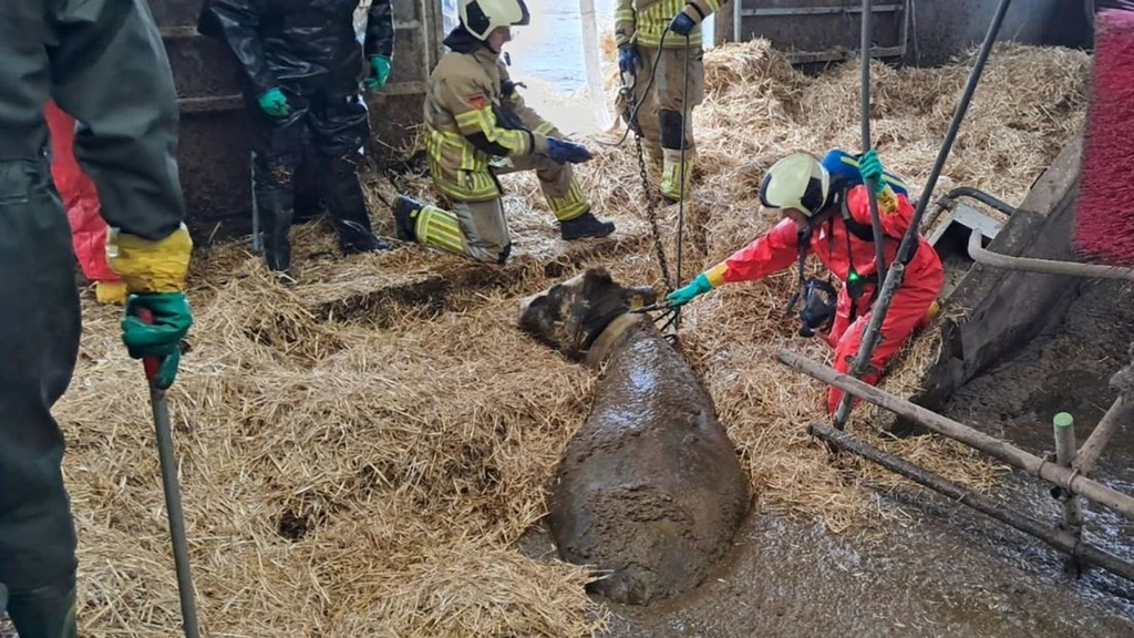 Foto: 'Koeien en varkens vier keer per week in mestput, stalsysteem onveilig'