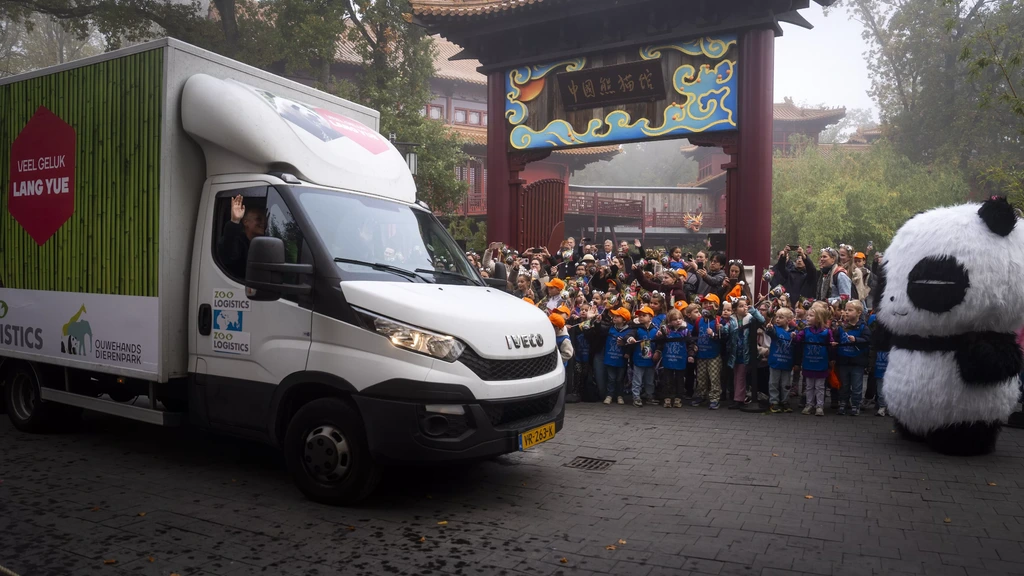 Foto: Ouwehands neemt afscheid van panda Lang Yue: 'Voor altijd een beetje van ons'