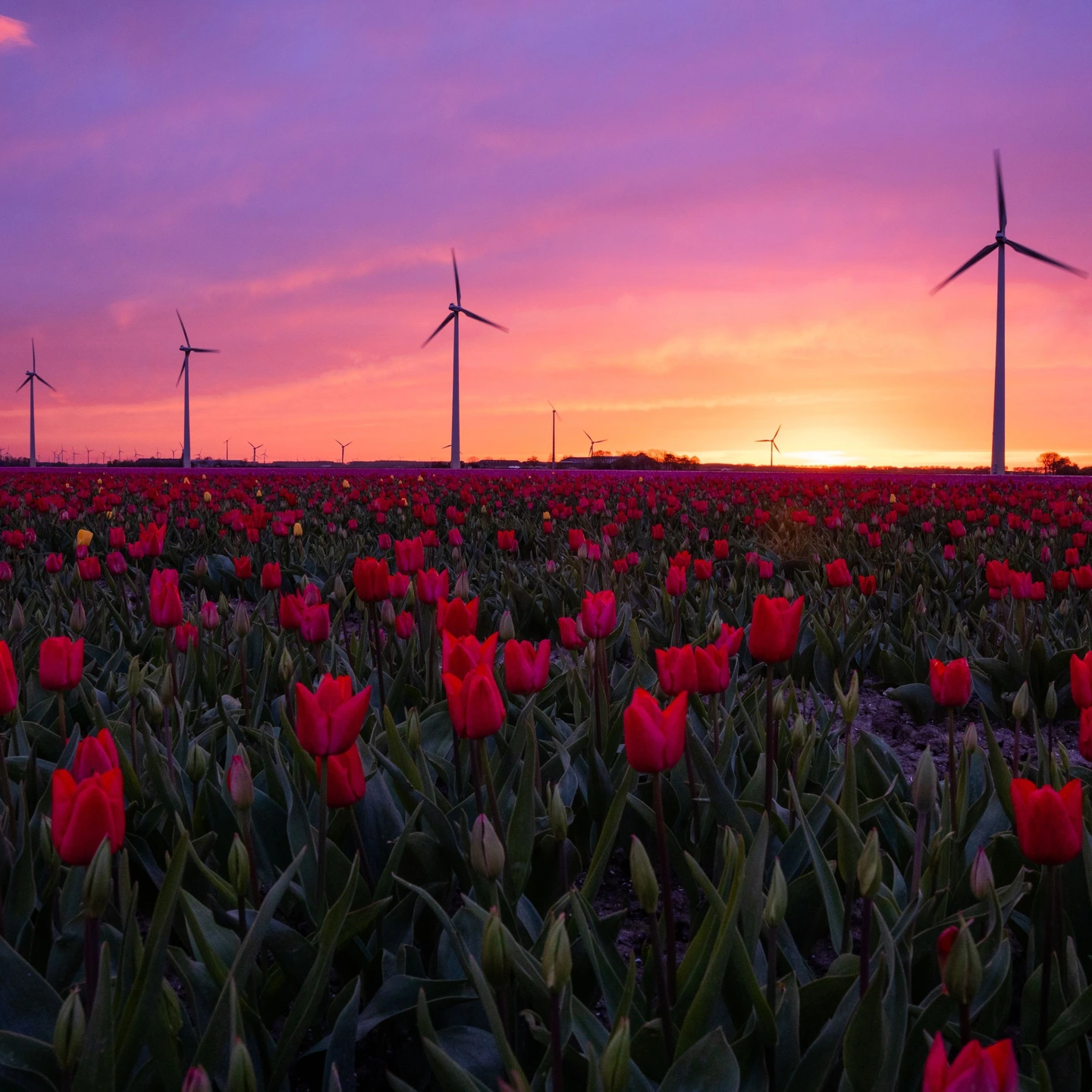 超激レア　Embracing Winds The Astounding Dawn Wow! Spectaculaire zonsondergang door woestijn-zand