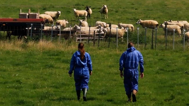 Foto: Ook in de stal en wei is het warm: drones gaan hittestress bij dieren zoeken