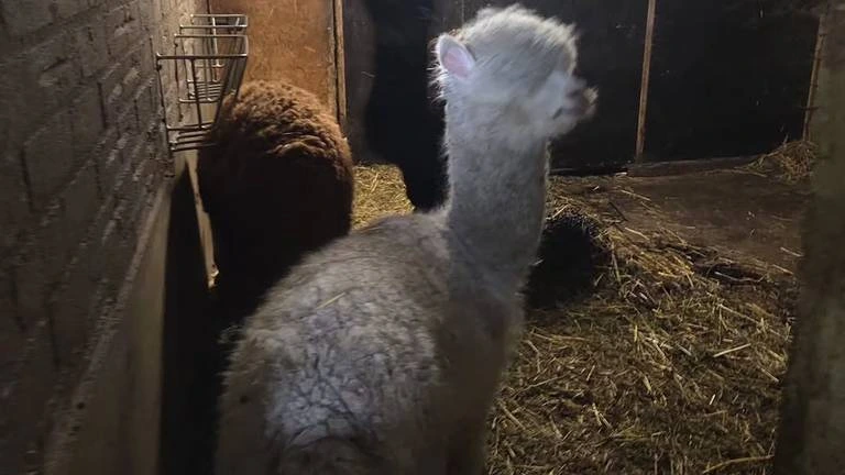 Foto: Honderden verwaarloosde dieren ontdekt in Roosendaal, eigenaar aangehouden