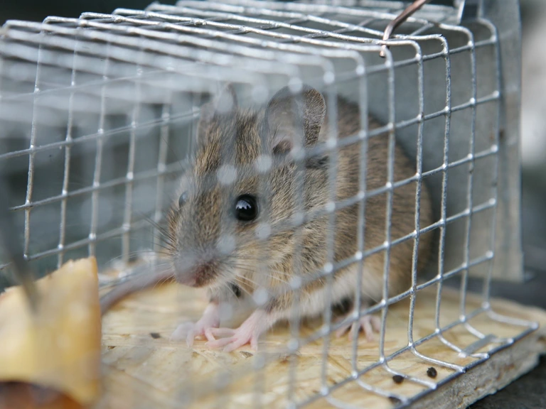 Echtpaar vindt dode muis in zak diepvriessperziebonen van Jumbo