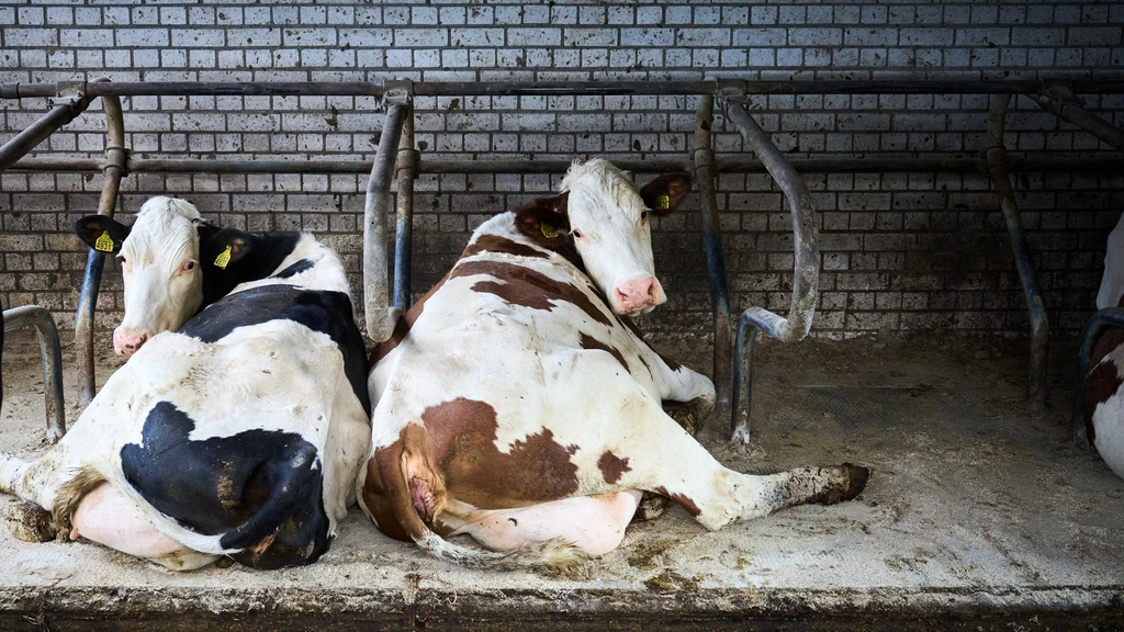 Foto: Koeien, varkens en kippen scheiden minder stikstof uit, nu net onder plafond