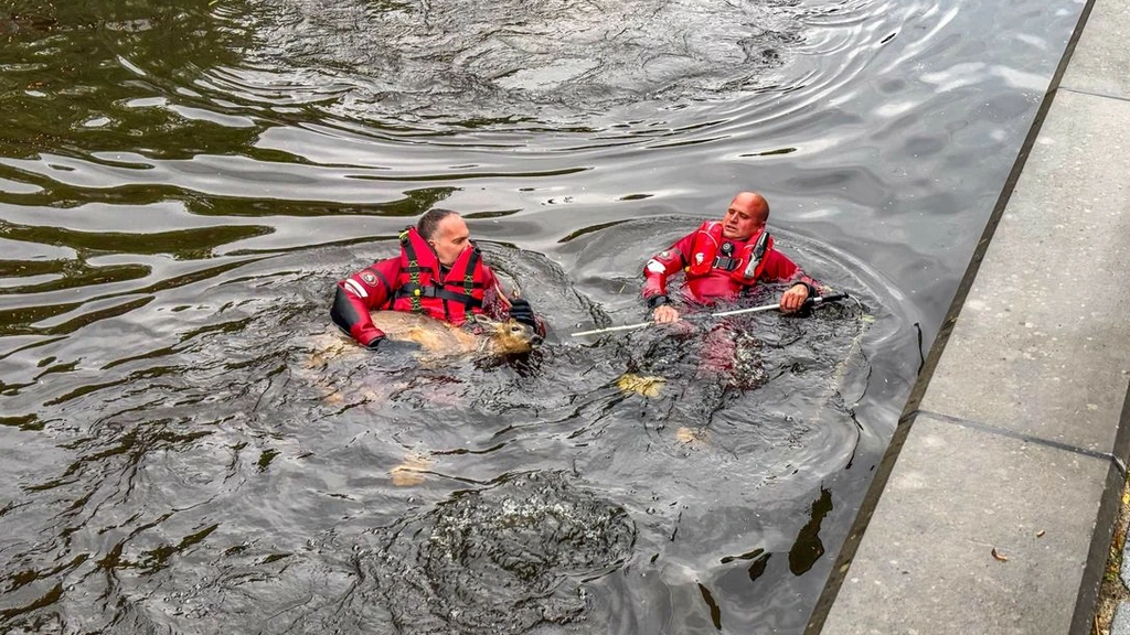 Foto: Opnieuw een ree uit de gracht gered in Leeuwarden