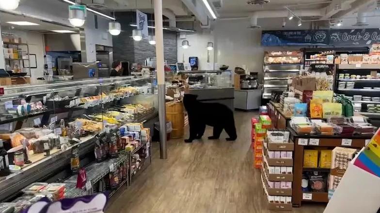 Foto: Na branden en droogte zoeken beren in Canada tot in de supermarkt naar eten