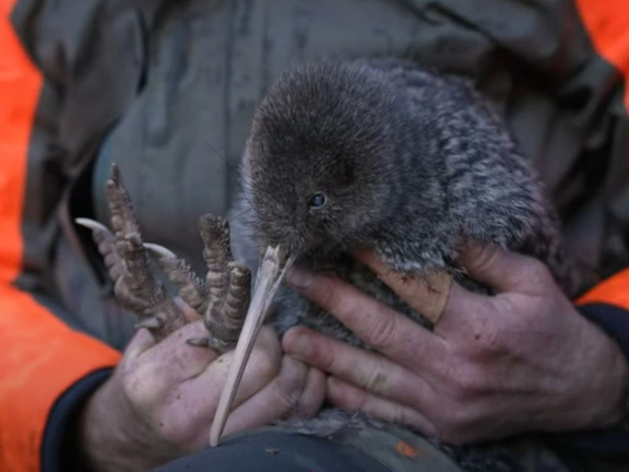 Zeldzame kiwi pukupuku na bijna 50 jaar weer gespot op vasteland