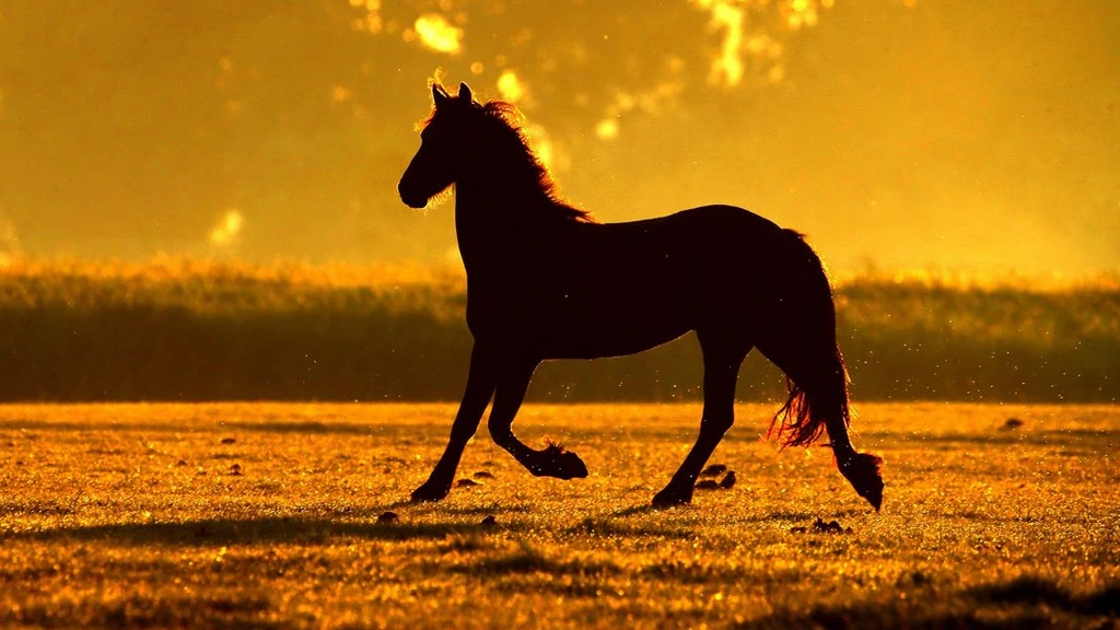 Het mooiste paard ter wereld is in gevaar door inteelt en geldbejag in Friesland