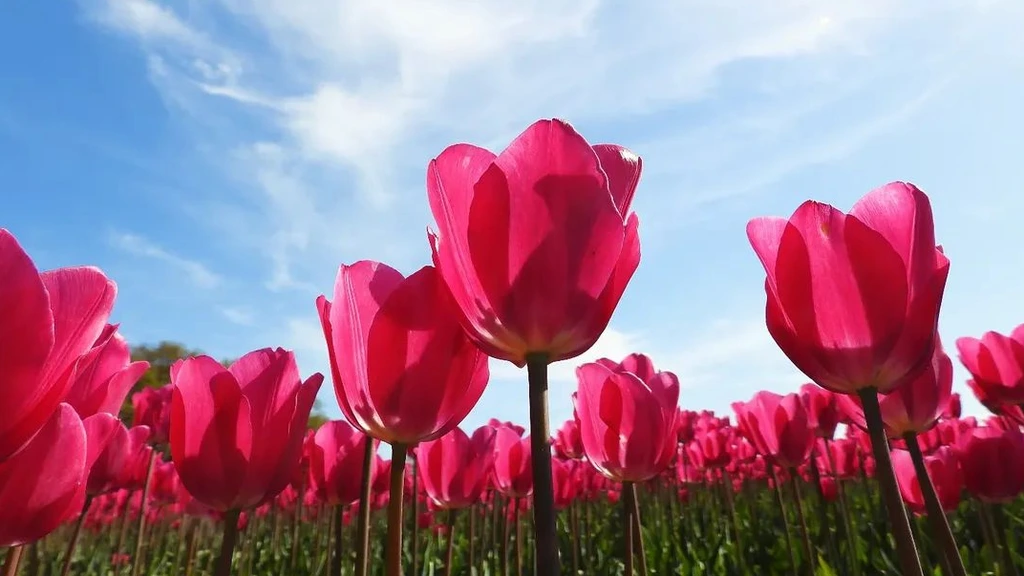 Foto: Komende dagen is het volop lente, maar wel met veel wind