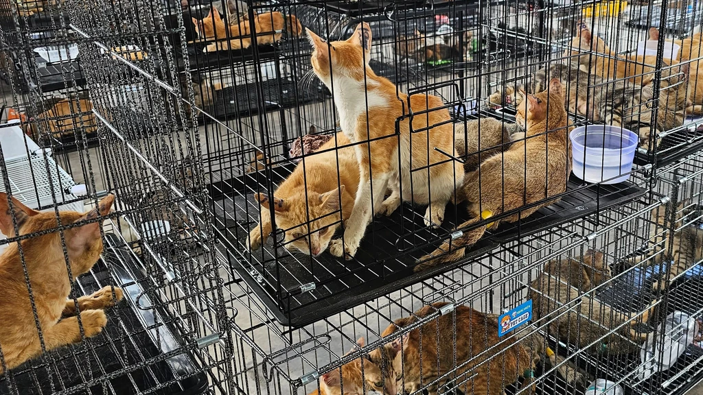 Foto: Kattendievenbende in Vietnam opgerold: 'Duizenden dieren gestolen'