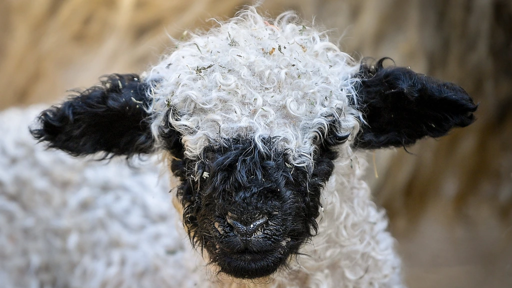 Bijna honderd tegen wolven schuilende schapen gedood door bliksem in Zwitserland