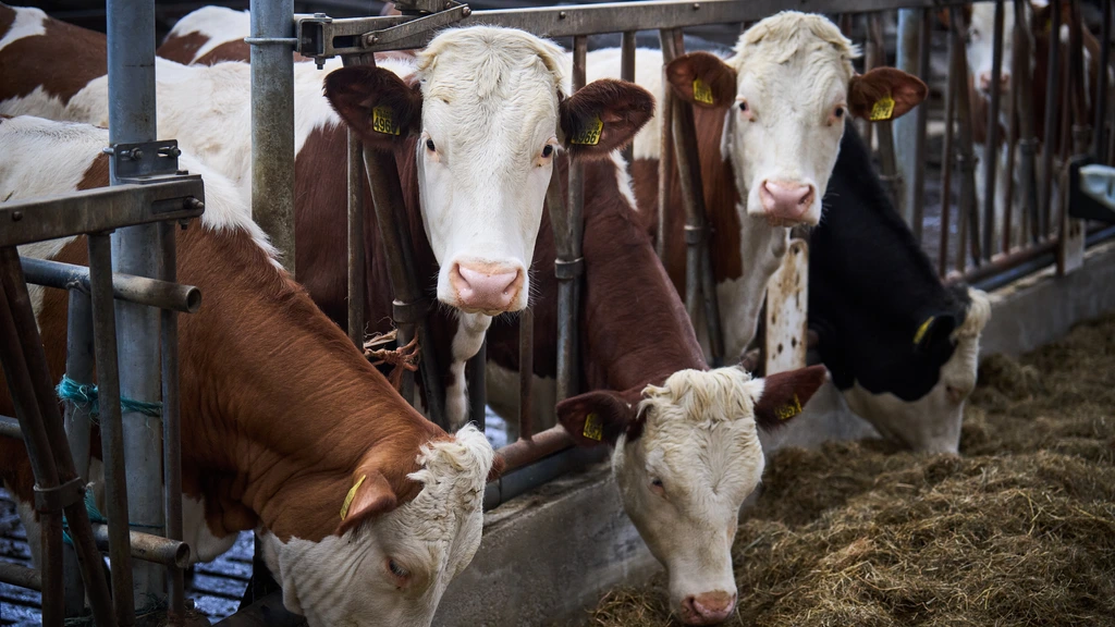 Kabinet komt met ingrijpende stikstofplannen, onder meer zones rond natuurgebieden