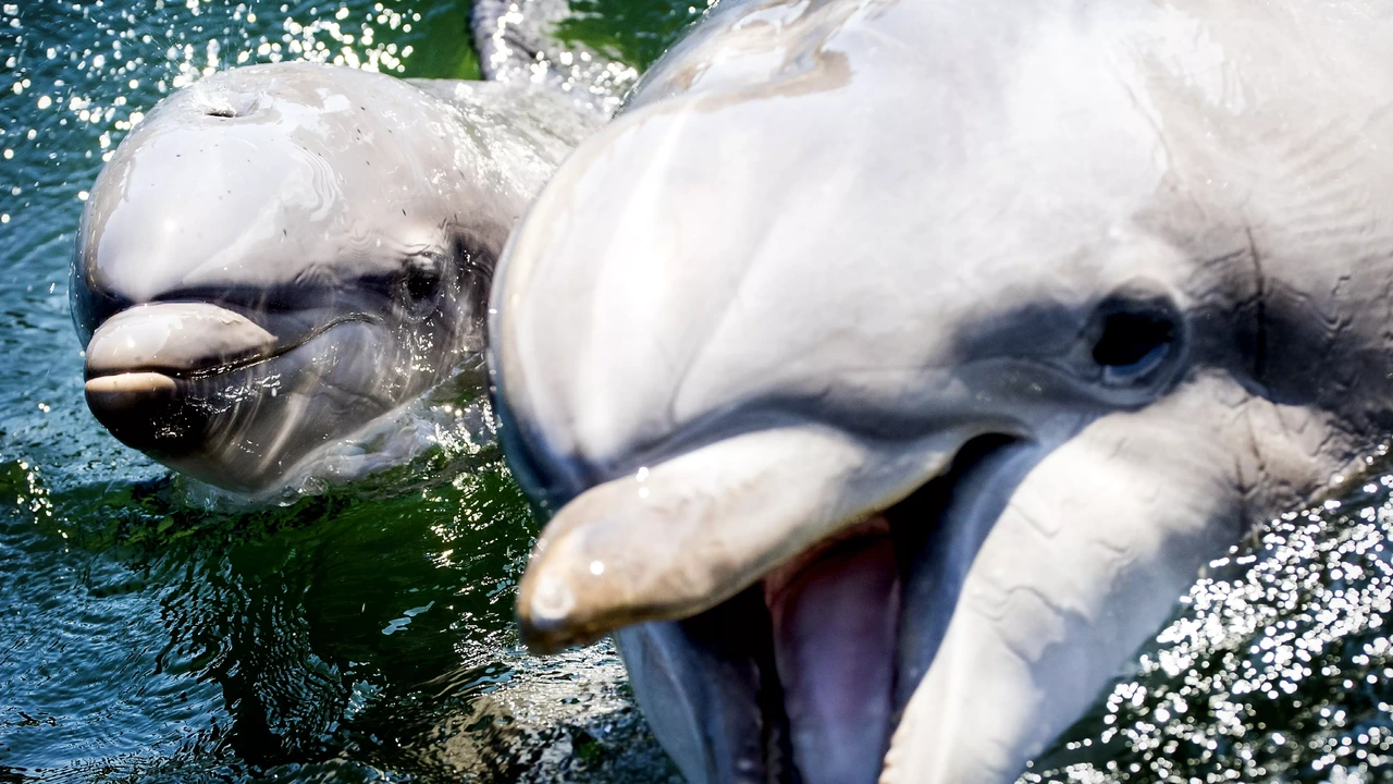 Dolfinarium moet toewerken naar einde dolfijnen in gevangenschap Dolfinarium moet toewerken naar einde dolfijnen in gevangenschap