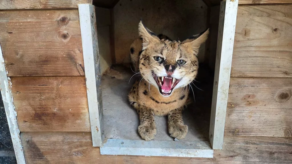 Foto: Ontsnapte serval Tilburg gevangen bij buurvrouw: 'Hij rook mijn kippen al maanden'