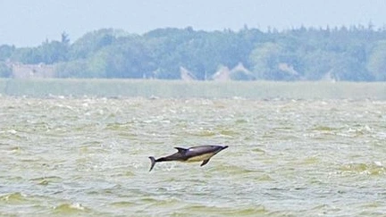 Dolfijnen zwemmen langs kust bij Lauwersoog: ‘Plaats is zorgwekkend’