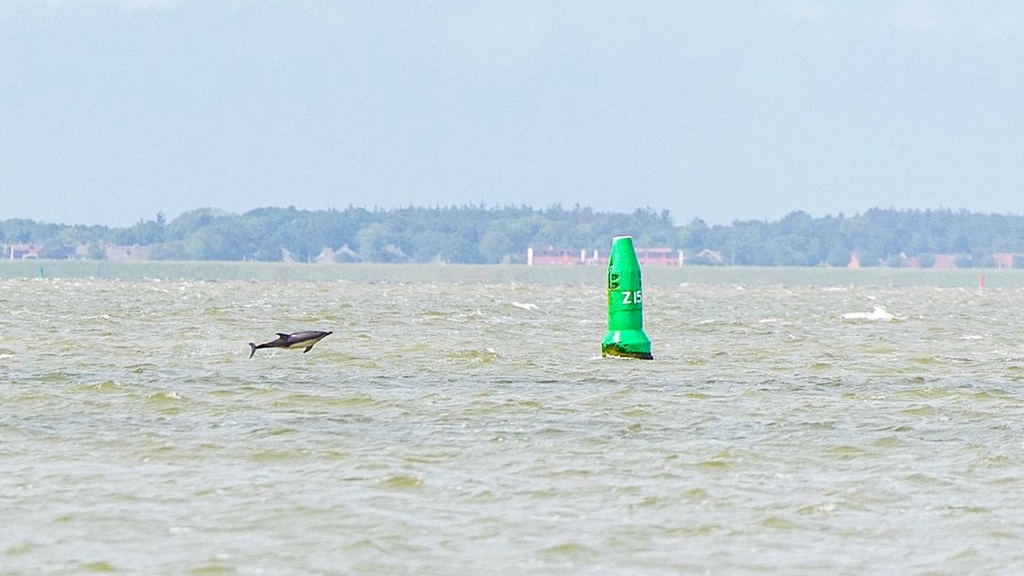 Dolfijnen zwemmen langs kust bij Lauwersoog: 'Plaats is zorg