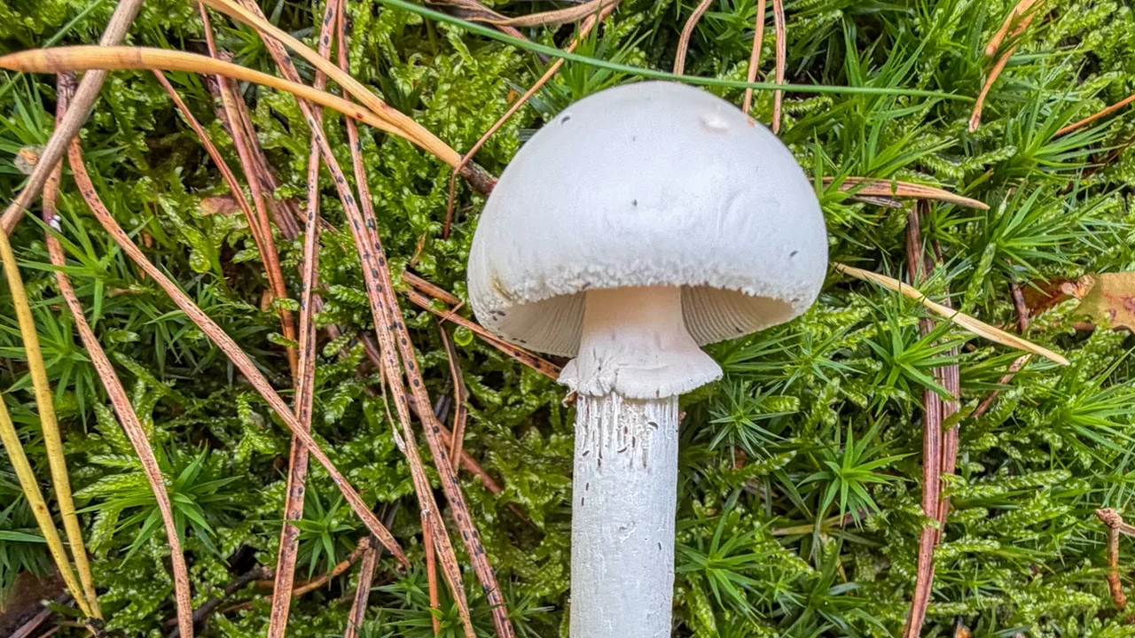 Zeldzame giftige paddenstoel ‘Engel des doods’ gevonden in Soest