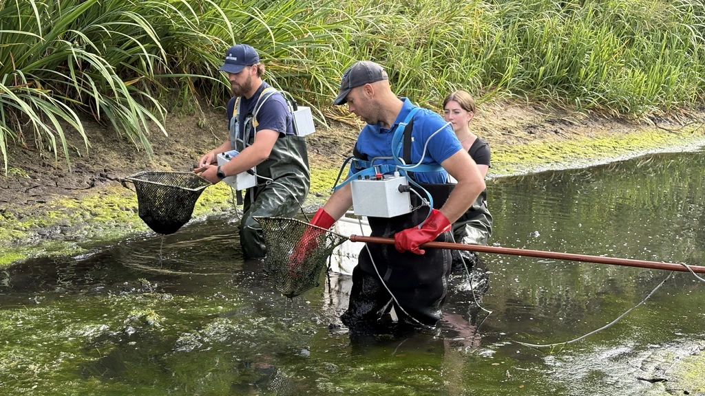 Vrijwilligers redden vissen uit droogvallend kanaal in de Peel