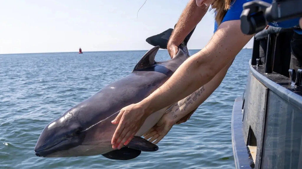 Foto: Drie aangespoelde bruinvissen na maanden terug naar zee: 'Bijzonder moment'
