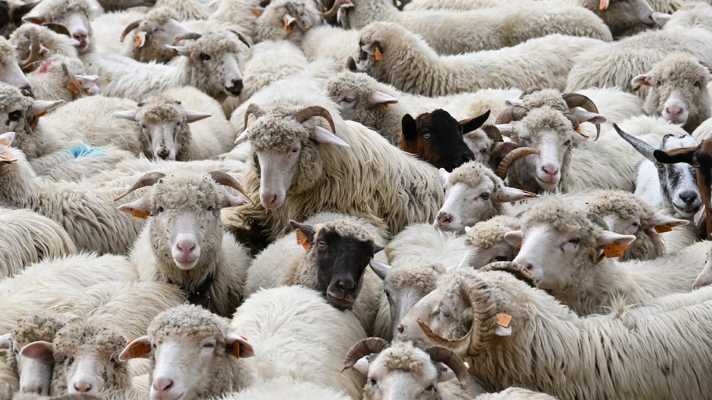Foto: Shamondavirus-dode was uitzonderlijk, geen reden tot paniek volgens Frankrijk