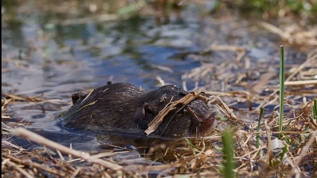 Muizen vreten Friese weilanden kaal, 'we hebben weer een uitbraakjaar'