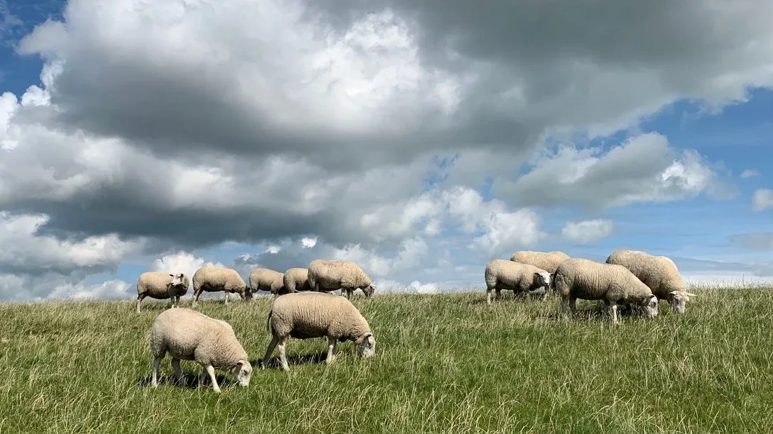 Schapen mogen weer grazen op dijken langs Waddenzee, behalve op Texel Schapen mogen weer grazen op dijken langs Waddenzee, behalve op Texel