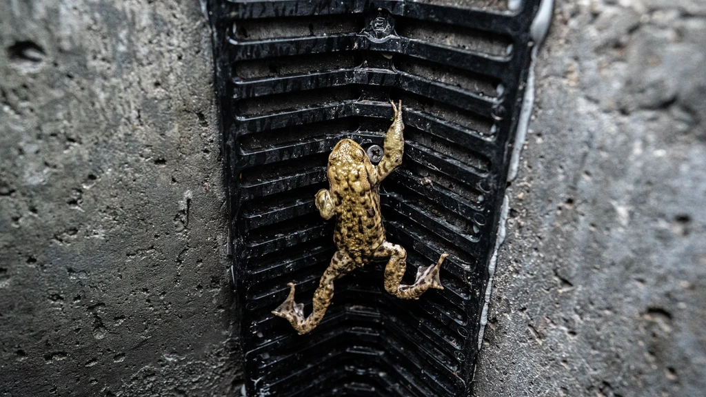 Foto: Met puttrapje en lagere stoeprand willen gemeenten de paddensterfte terugdringen