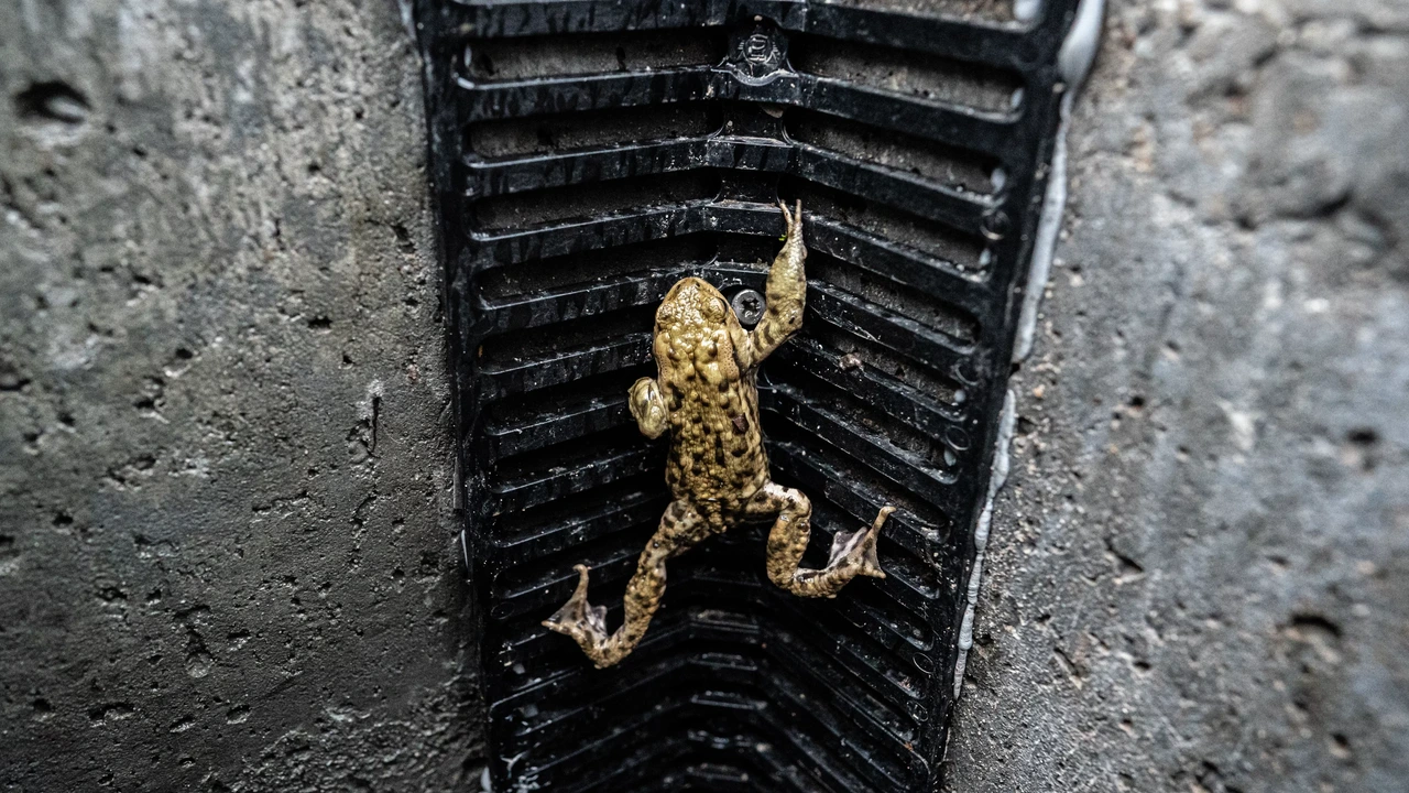 Met puttrapje en lagere stoeprand willen gemeenten de paddensterfte terugdringen Met puttrapje en lagere stoeprand willen gemeenten de paddensterfte terugdringen