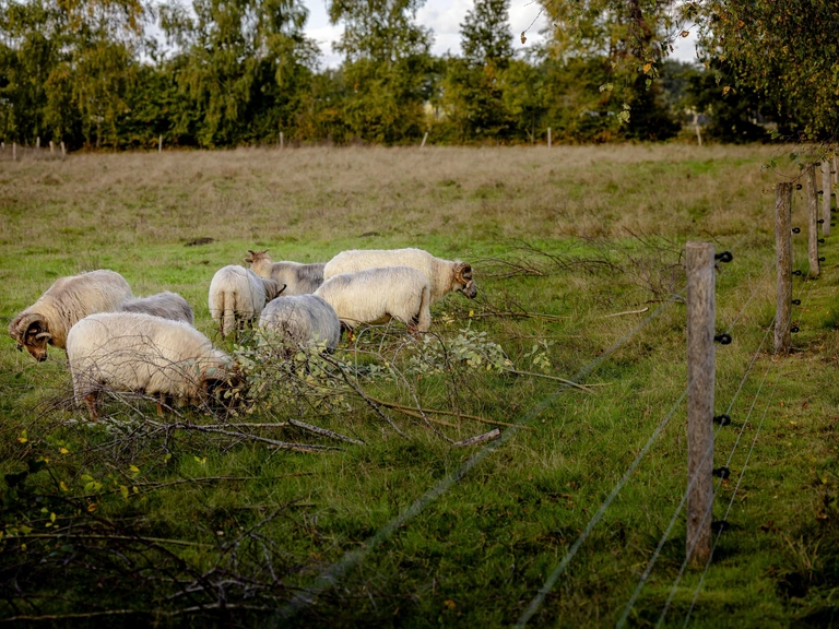 Laser en AI vervangen schoffel en spuit: akkerbouw gaat voor onkruidrobot