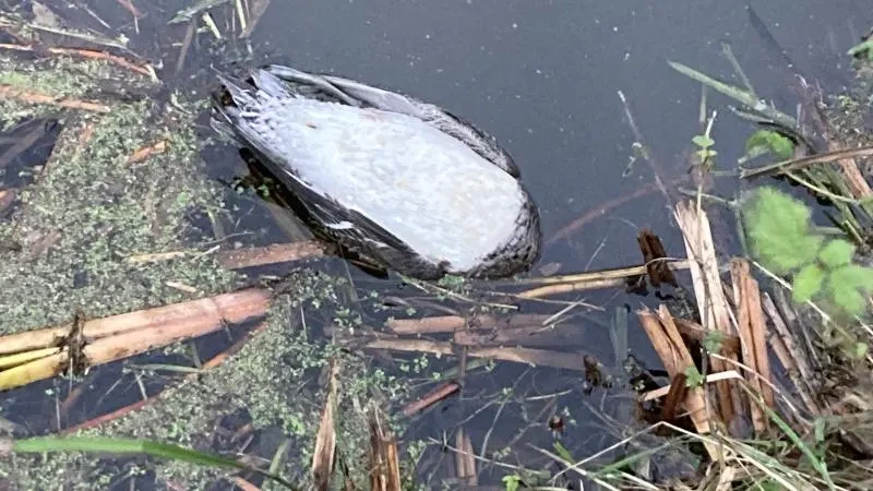 Tientallen dode watervogels in Noord-Holland, mede door vogelgriep Tientallen dode watervogels in Noord-Holland, mede door vogelgriep