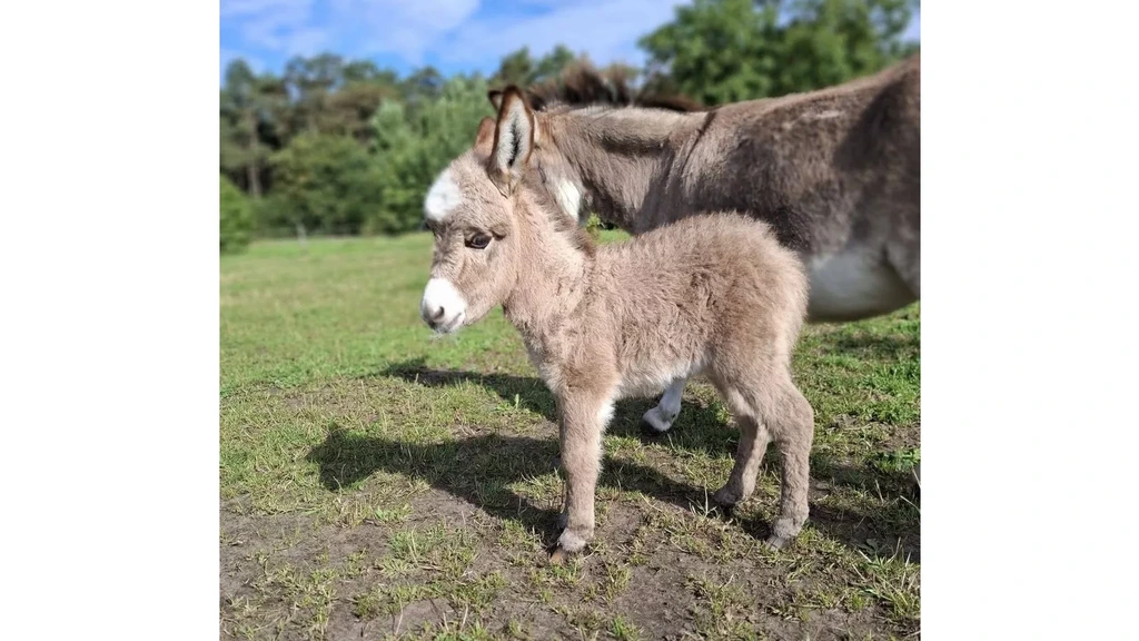 Vermist ezeltje dood gevonden in Baarle-Nassau: 'Waarom doet iemand zoiets?'