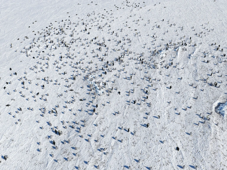 Een luchtfoto van de kolonie keizerspinguïns op Coulmaneiland.