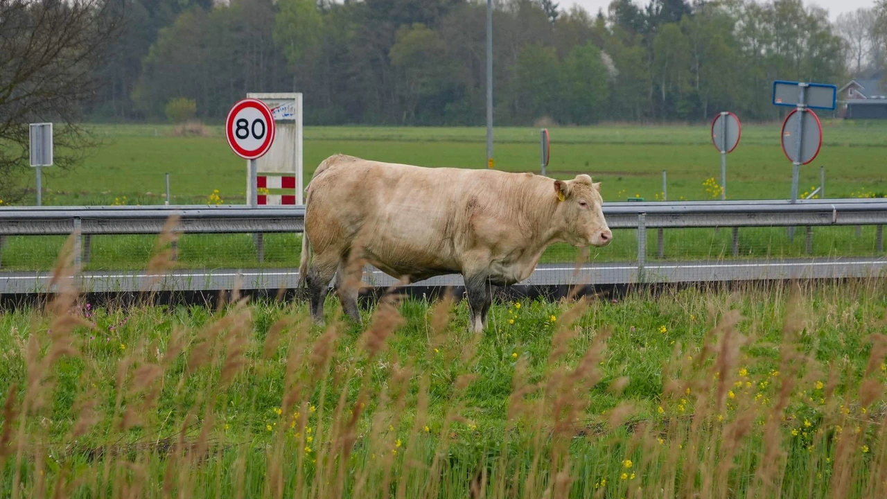 Meerdere schoten nodig om ontsnapte koe te doden, keel uiteindelijk doorgesneden
