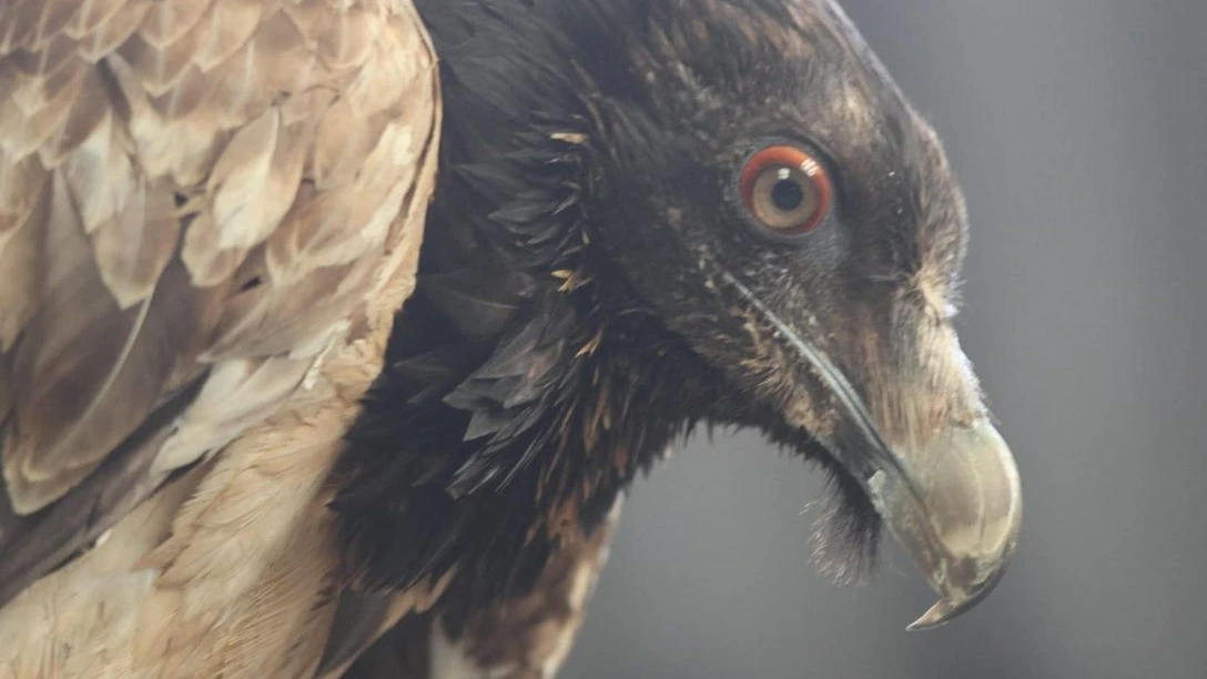 Bijzondere lammergier gevonden op Ameland: ‘Hij was gecrasht in de bramen’ Bijzondere lammergier gevonden op Ameland: ‘Hij was gecrasht in de bramen’