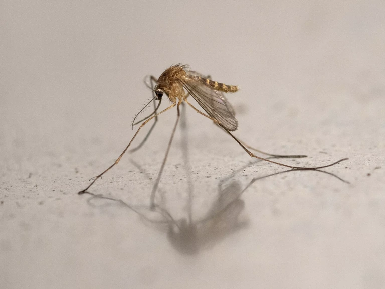 Laboratoriumonderzoek naar het westnijlvirus
